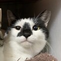 コアラ鼻が可愛い♪牛柄カマラちゃん