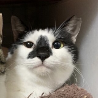 コアラ鼻が可愛い♪牛柄カマラちゃん