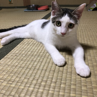  人馴れ抜群❗️活発な男の子生後3ヶ月
