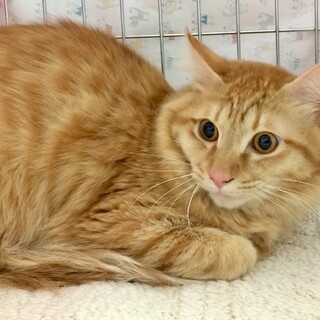 【11/28⭐堺東にて譲渡会】参加猫ルーシーくん