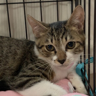 キジシロのハンサムBoy