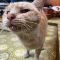 雑種のオス/犬より甘えん坊？！