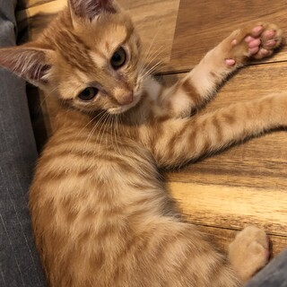 茶トラ猫　まるドラ猫です。