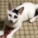 【ホー】おかげさまで里親さまが決まりました