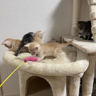 8/9産まれの可愛い五つ子です。(残り2匹)