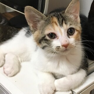 【4/24⭐堺東にて譲渡会】参加猫ももちゃん