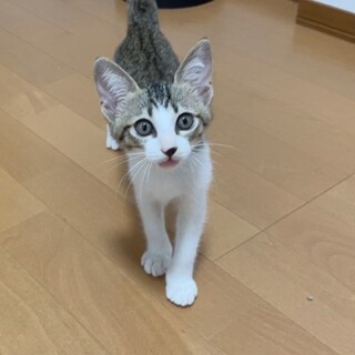 モカくん　生後約2ヶ月