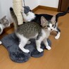 モカくん　生後約2ヶ月 サムネイル5