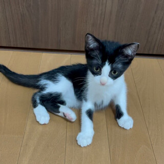 のんちゃん生後2ヶ月