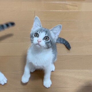 るなちゃん生後約2ヶ月