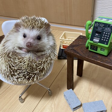 電話とはりちゃん