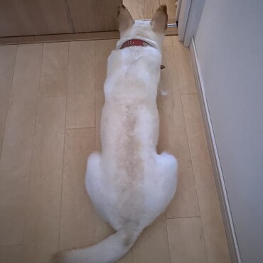 背中もかわいい