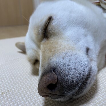 寝顔もかわいい