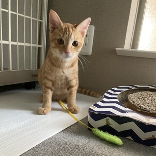 （募集一旦停止）生後4ヶ月☆超甘えん坊