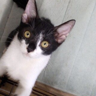 子猫ちゃん2匹の里親募集