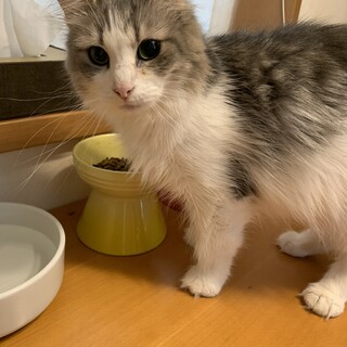 スリスリ甘えん坊のふわちゃん❤️