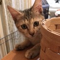【なでしこ】おかげさまで里親様が決まりました。