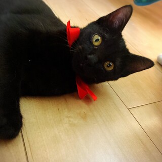 人間大好き！黒猫ちゃん