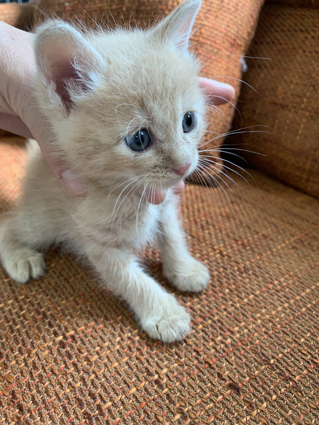 超フレンドリーなミルキー 香川県 猫の里親募集 3296 ペットのおうち 月間利用者150万人