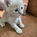 里親さま決まりました☆