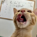 甘えん坊のイケメン茶トラくん！