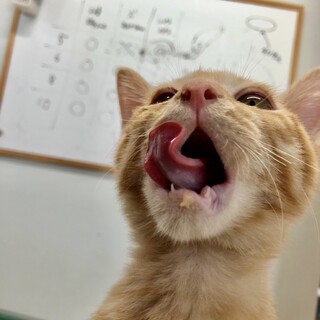 甘えん坊のイケメン茶トラくん！