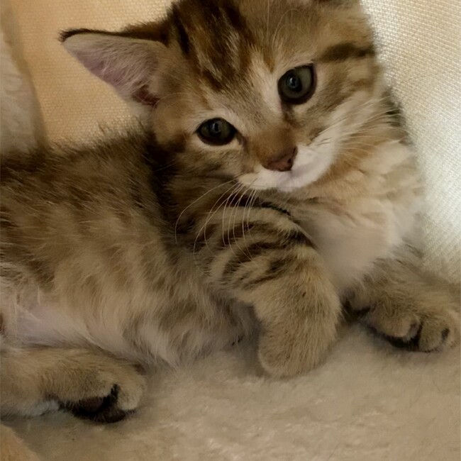 ポコぽやのカバー写真