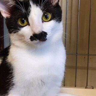 【避妊済み】白黒はちわれ、穏やかな女の子♀