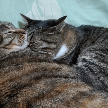 家族になって、今日で６年の記念日です。わが家に来る前のことも、野性味も忘れて、安心して暮らして欲しい。