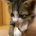 困り顔の子猫ちゃん