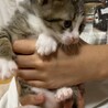 困り顔の子猫ちゃん サムネイル2
