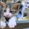 困り顔の子猫ちゃん サムネイル4
