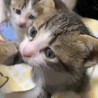 困り顔の子猫ちゃん サムネイル5