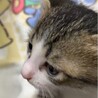 困り顔の子猫ちゃん サムネイル6