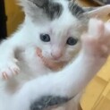 うし柄の子猫ちゃん