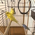 セキセイインコ３羽