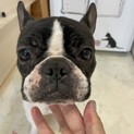 【小平市】甘えん坊のフレブル！3歳位ハイジちゃん
