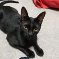 里親決定です☆黒猫シンジ君