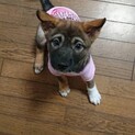 代理投稿　2ヶ月雑種中型犬の子犬メス「ななちゃん」