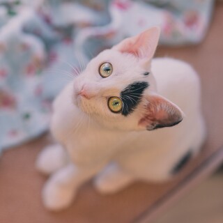 誰にも社交的で甘えん坊な白黒【ラン】