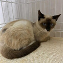 シャムミックス