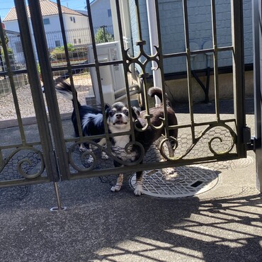 毎日おりこうさんなおふたり