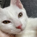人懐こくてマイペースな美形白くん