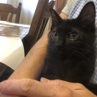 奇跡の子猫　錆丸！