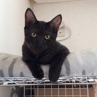 元気いっぱいやんちゃっ子♂チビチビくん