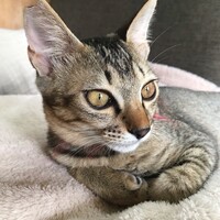 ラビ