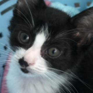 ありがとうございました★ストロベリーちゃん