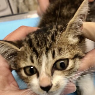甘えん坊なイケメン君