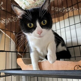 超キュート♡小顔のハチワレサカエちゃん