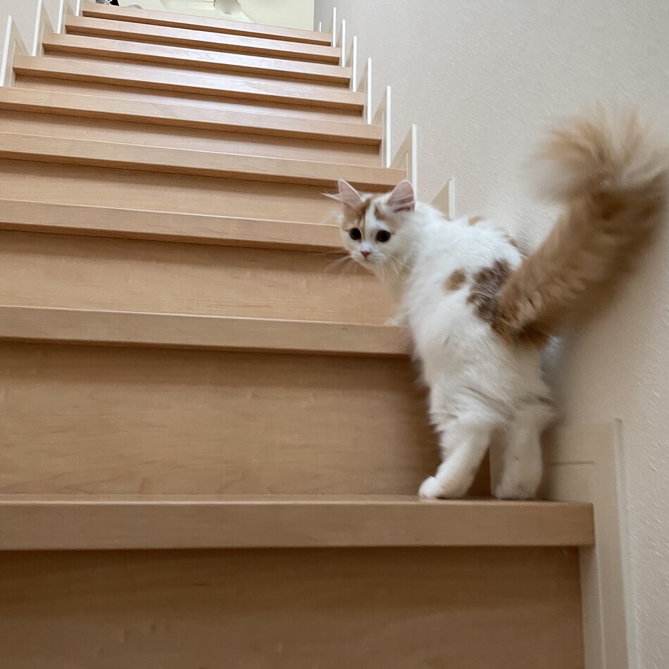 きなこのカバー写真